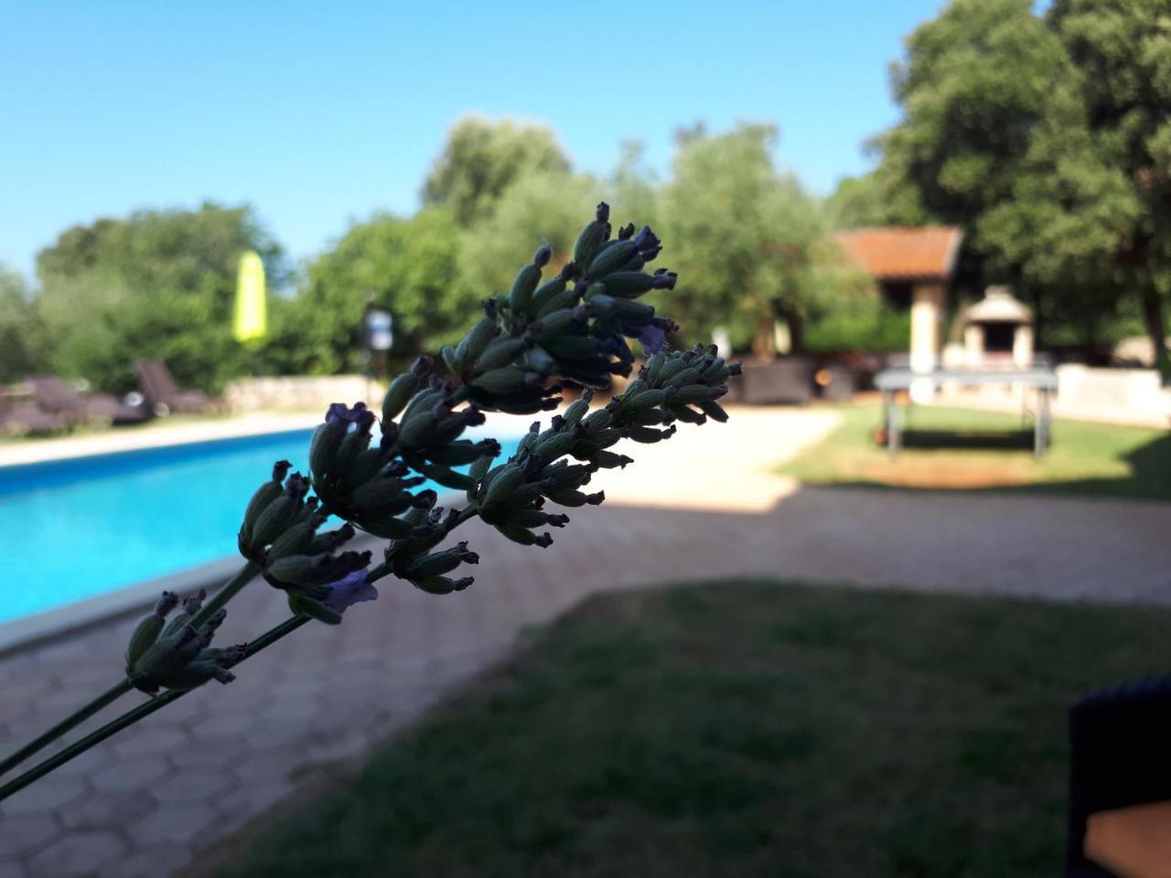 Guesthouse "Barboska" - Big Outdoor Swimming Pool & Private Tennis Court Vodnjan Exterior photo